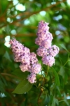 Lilak pospolity General Pershing - JASNA BIEL Syringa vulgaris 'General pershing' 5