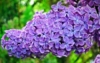 Lilak pospolity Kołchożnica - Fioletowa (Bez) Syringa vulgaris 'Kolchoznica' 5