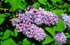 Lilak pospolity Kołchożnica - Fioletowa (Bez) Syringa vulgaris 'Kolchoznica' 7