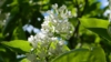 Lilak pospolity Madame lemoine - Biała Syringa vulgaris 'Madame lemoine' 5