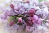 Lilak pospolity General Pershing - JASNA BIEL Syringa vulgaris 'General pershing' 3
