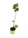 Lipa szerokolistna -Tilia Platyphyllos - duże i miododajne drzewo Tilia Platyphyllos 2