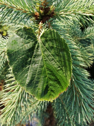 Lipa szerokolistna -Tilia Platyphyllos - duże i miododajne drzewo Tilia Platyphyllos 1