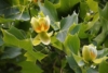 Tulipanowiec Amerykański - PIĘKNIE KWITNĄCE DRZEWO -p9 Liriodendron tulipifera 2