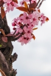 Wiśnia Okame - piękne różowe kwiaty Prunus 'Okame' 6