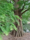 Metasekwoja chińska 30-40cm c2,5 (Metasequoia glyptostroboides) Metasequoia glyptostroboides 1