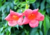 Milin Amerykański Ursynów - czerwona Campsis radicans 'Ursynów' 5