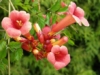 Milin Amerykański Flamenco - czerwony Campsis radicans 'Flamenco' 3