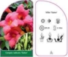 Milin Amerykański Gabor - Różowe pnącze Campsis radicans 'Gabor' 2