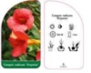 Milin Amerykański Ursynów - czerwona Campsis radicans 'Ursynów' 4