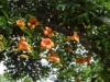 Milin Amerykański Flamenco - czerwony Campsis radicans 'Flamenco' 4