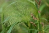 Proso rózgowate Praire Sky (Panicum) - Niepowtarzalna trawa Panicum virgatum 'Praire Sky' 2