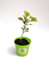 Miłorząb dwuklapowy (Ginko biloba) - Roślina Życia - p9 Ginko biloba 2