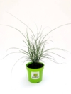 Miskant chiński GRACILLIMUS Miscanthus sinensis 'GRACILLIMUS 3