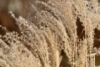 Miskant Chiński Malepartus - odporny i piękny P9 Miscanthus chinensis 'Malepartus' P9 8