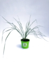 Miskant chiński GROSSE FONTAINE - piękna odmiana Miscanthus sinensis 'GROSSE FONTAINE 3