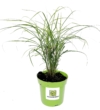 Miskant Ferner Osten - Czerwone kłosy Miscanthus sinensis 'Ferner Osten' 3