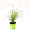 Miskant Navajo - czerwone liście jesienią Miscanthus sinensis 'Navajo ' 1