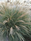 Miskant Chiński Cute One - ZMIENNI KOLOR KŁOSÓW Miscanthus sinensis 'Cute One 7