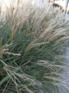 Miskant Chiński Cute One - ZMIENNI KOLOR KŁOSÓW Miscanthus sinensis 'Cute One 8