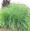 Miskant chiński GRACILLIMUS Miscanthus sinensis 'GRACILLIMUS 2