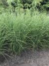Miskant Chiński Malepartus - odporny i piękny P9 Miscanthus chinensis 'Malepartus' P9 2