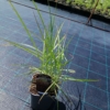 Miskant chiński Roter Pfeil (Miscanthus) - Czerwona Miscanthus sinensis 'Roter Pfeil 2