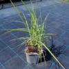 Miskant chiński Roter Pfeil (Miscanthus) - Czerwona Miscanthus sinensis 'Roter Pfeil 3