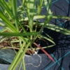 Miskant chiński Roter Pfeil (Miscanthus) - Czerwona Miscanthus sinensis 'Roter Pfeil 4