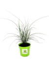 Miskant Chiński Malepartus - odporny i piękny P9 Miscanthus chinensis 'Malepartus' P9 5