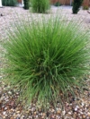 Miskant Chiński Malepartus - odporny i piękny P9 Miscanthus chinensis 'Malepartus' P9 4