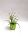 Miskant chiński GROSSE FONTAINE - piękna odmiana Miscanthus sinensis 'GROSSE FONTAINE 4