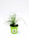 Miskant Chiński Cute One - ZMIENNI KOLOR KŁOSÓW Miscanthus sinensis 'Cute One 6