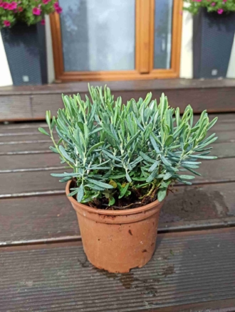 Modrzewnica pospolita Andromeda polifolia 1