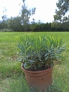 Modrzewnica pospolita Andromeda polifolia 2