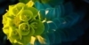 Wilczomlecz błękitnawy Wulfenii - Kosmiczna roślina Euphorbia characias 'Wulfenii' 7