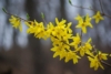 Forsycja MINIGOLD - idealna na żywopłot Forsythia × intermedia 'Minigold' 4