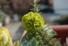 Wilczomlecz Mirtowaty - Kosmiczna roślina Euphorbia myrsinites 7