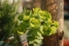 Wilczomlecz Ascot Rainbow (Euphorbia) - kolorowa bylina Euphorbia 'Ascot Rainbow' 5