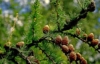 Modrzew europejski - piękne drzewo Larix decidua 6