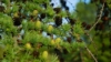 Modrzew europejski - piękne drzewo Larix decidua 8