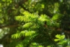 Cis Wojtek - idealny na żywopłoty Taxus baccatta 'Wojtek' 4
