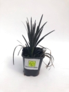 Konwalnik płaskopędowy Nigerscens - Czarna trawa Niger Ophiopogon planiscapus 'Nigerescens' 3