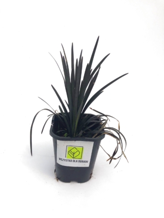 Konwalnik płaskopędowy Nigerscens - Czarna trawa Niger Ophiopogon planiscapus 'Nigerescens' 1