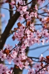 Wiśnia Okame - piękne różowe kwiaty Prunus 'Okame' 9