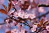 Wiśnia Okame - piękne różowe kwiaty Prunus 'Okame' 7