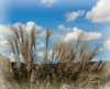 Miskant Chiński Malepartus - odporny i piękny P9 Miscanthus chinensis 'Malepartus' P9 7