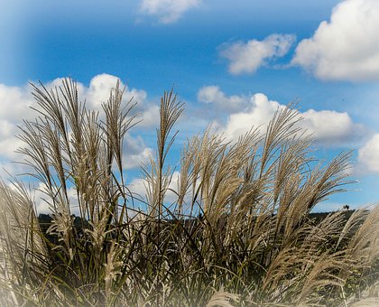 Miskant Chiński Yaka Dance - piękne kłosy Miscanthus sinensis ' Yaka Dance' 3