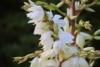 Juka Golden Heart - żółta złota odmiana Yucca filamentosa 'Golden heart' 3