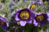 Sasanka Zwyczajna Violet Bells - Fioletowa piękna bylina Pulsatilla vulgaris 'Violet Bells 7